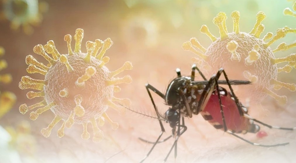Biện pháp phòng, chống dịch bệnh Chikungunya do muỗi lan truyền